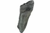 Partial, Fossil Megalodon Tooth - South Carolina #235933-1
